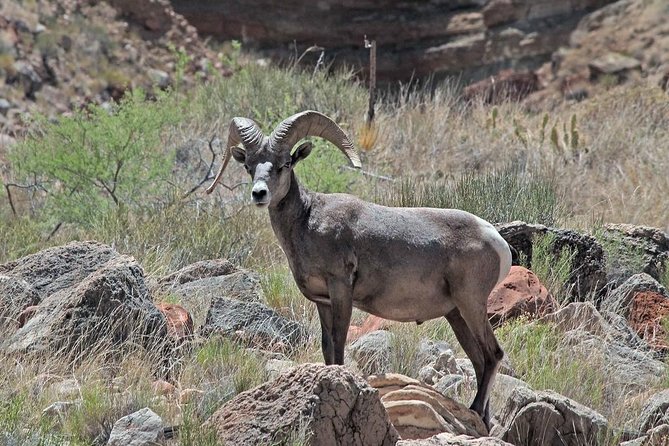 Apache Trail Day Trip Including Dolly Steamboat - Tour Overview