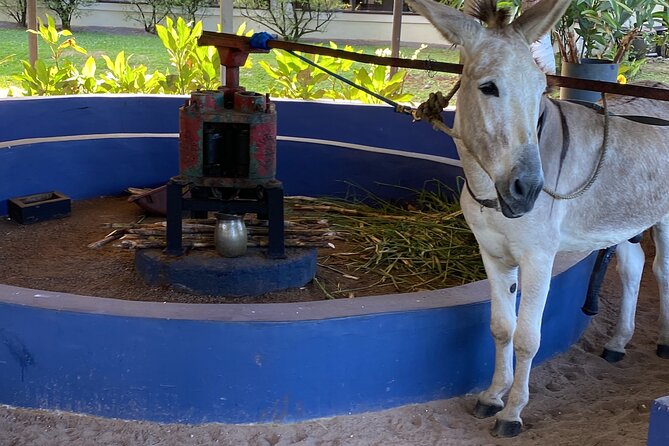 Appleton Estate Rum Tour and Floyd'S Pelican Bar From Montego Bay
