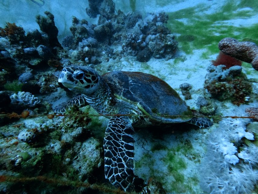 Aqaba: Private Introductory Red Sea Dive From the Shore - Overview of the Dive Experience