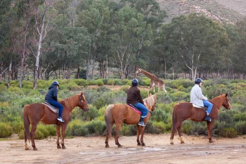 Aquila Safari Game Reserve Group Tour Full Day - Tour Overview and Pricing