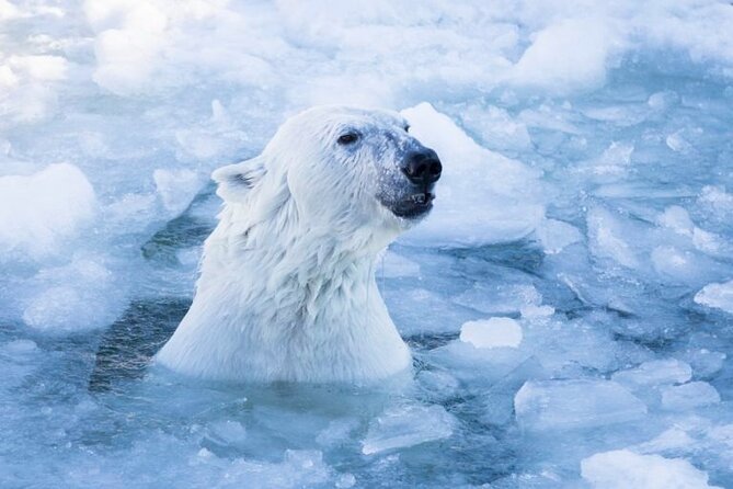 Arctic Polar Bear Adventure With Lunch in Rovaniemi!
