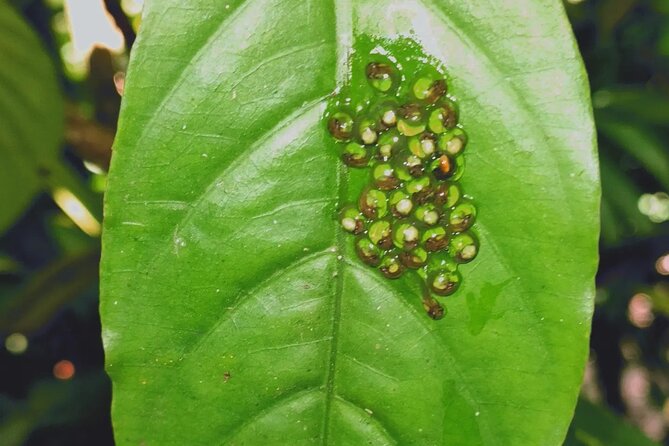 Arenal Volcano Pineapple & Sloth Hiking+ Coffee- Chocolate Tour