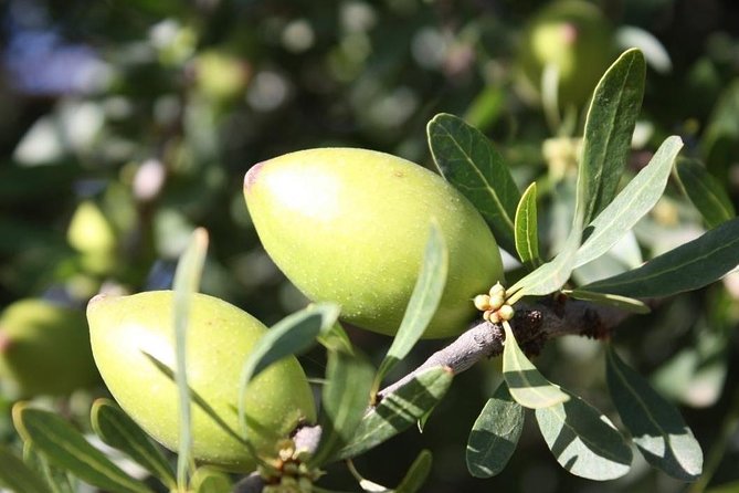 Argan Forest, Tea Time at a Berbers Family & Visit of an Argan Cooperative.