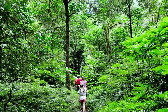 Bali Jungle Trekking in Beautiful Rainforest