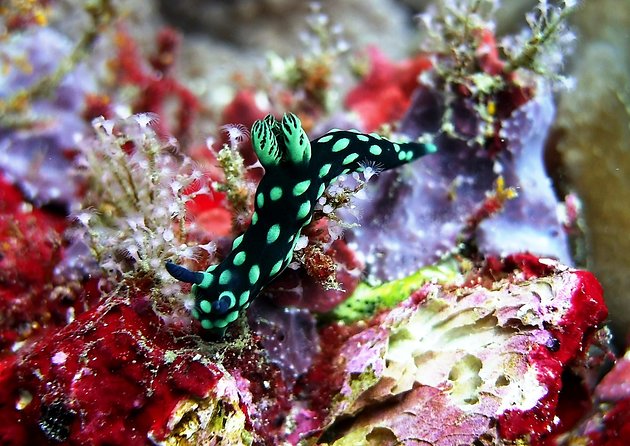 Bali Scuba Diving at Padang Bai for Certified Diver - Dive Sites and Marine Life