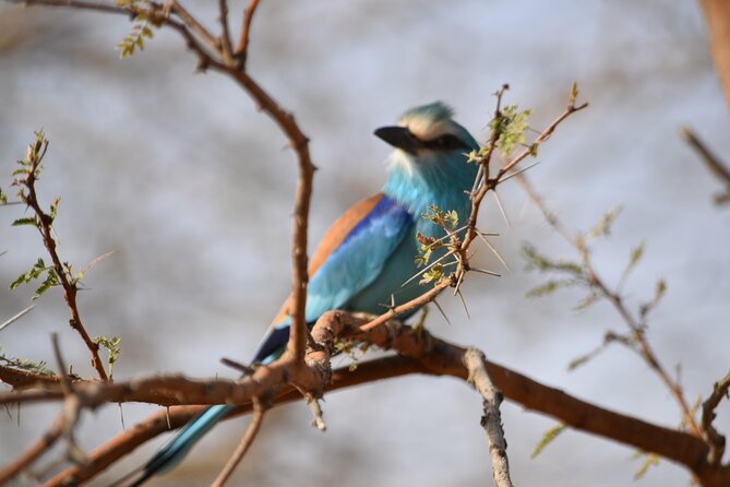 Bandia Park Safari (Minimum 2 Participants)