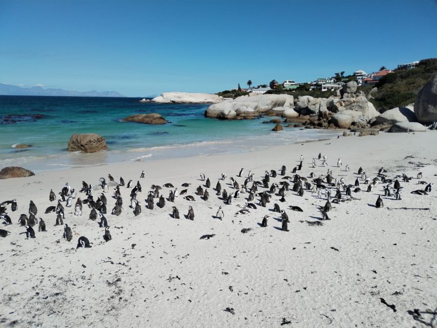 Beach Day at Boulders Beach & Penguin Watching, Half Day - Tour Overview and Pricing