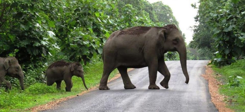 Beauty of Nature, Cochin With Periyar Wildlife Tour(04 Days) - Tour Overview and Pricing