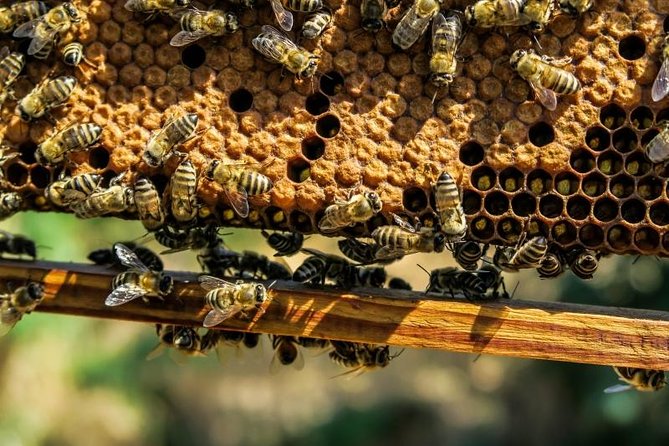 Beekeeping Day Trip| Private Guided Tour From Bucharest