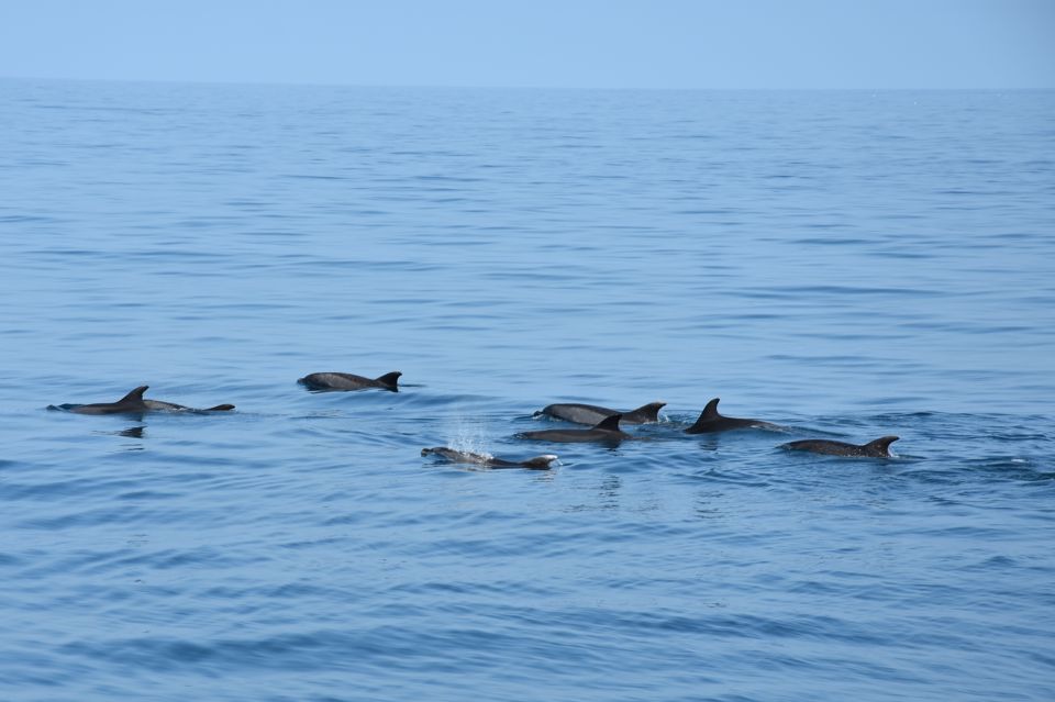 Benalmadena: Dolphin Watching Boat Tour - Tour Overview and Details