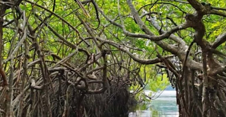 Bentota River Safari -Ahungalla/Bentota/Aluthgama/Kosgoda