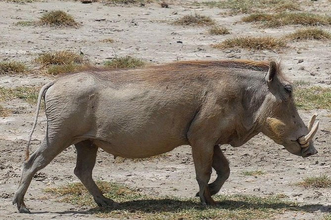 Best 3 Days Tanzania Shared Safari Tarangire Ngorororo Manyara