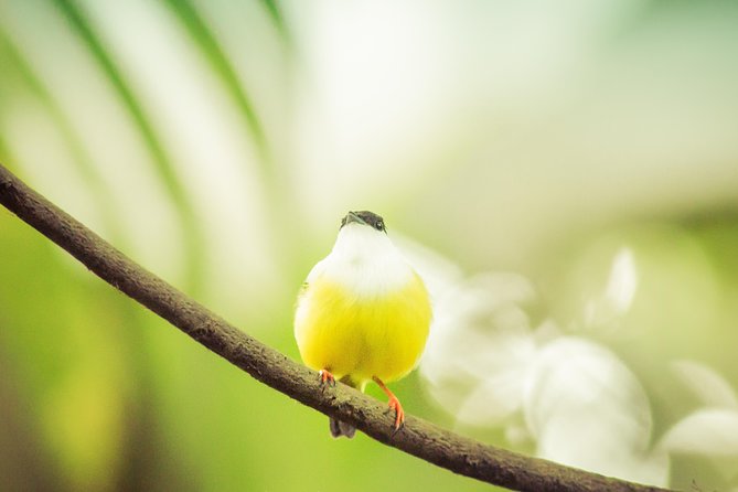 Best Birdwatching Tour in La Fortuna: Explore Ecocentro Danaus