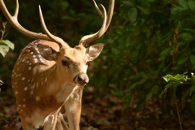 3 Best National Park Tours In Jim Corbett National Park