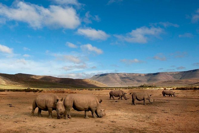 Big 5 Safari One Day Tour