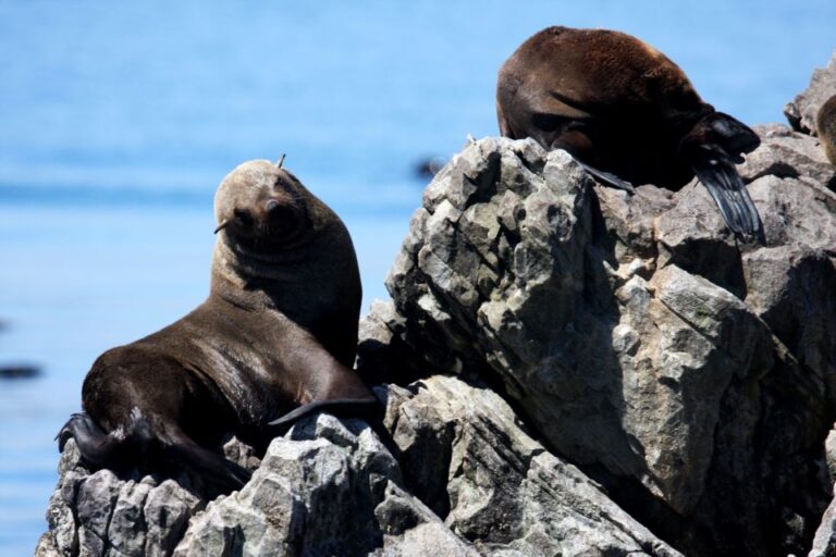 Big 5 Sea Safari Boat Ride of Gansbaai or Walker Bay