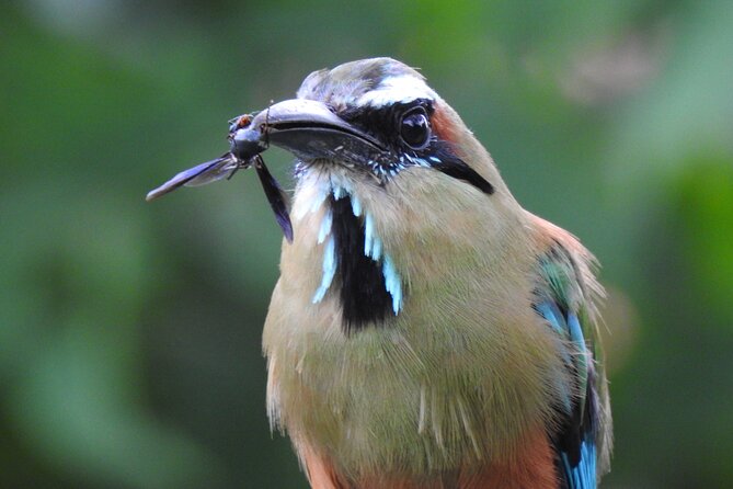 Bird Watching Tour in Carara National Park