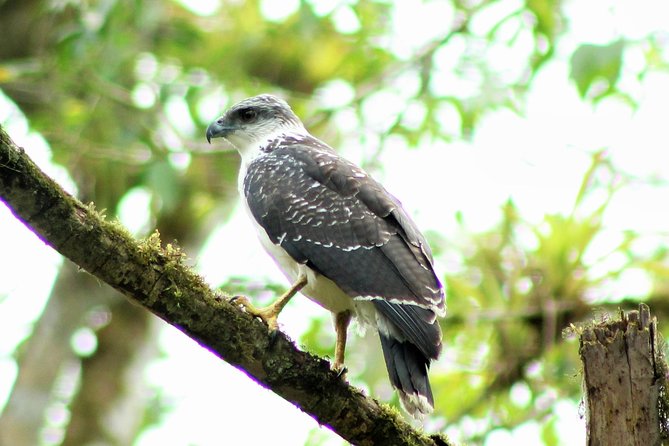 Bird Watching Tours With Sandra Plúa - Manabi, Ecuador - Overview of the Bird Watching Tours