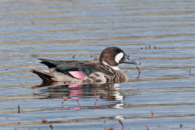 Birding in Tierra Del Fuego National Park