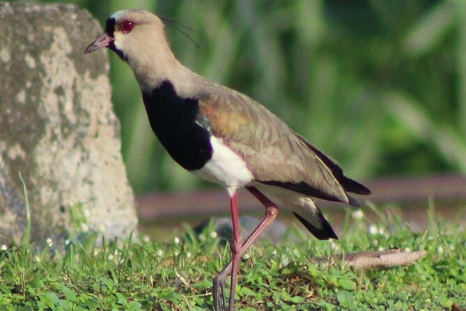 Birding Metropolitan Natural Park