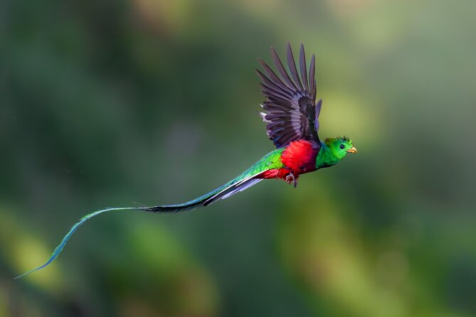 Birding the Monteverde Cloud Forest