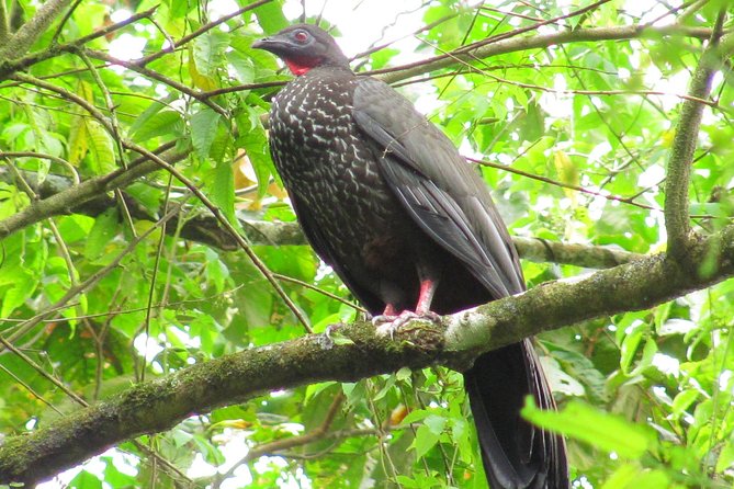 Birdwatching by the Lake Arenal