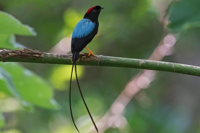 Birdwatching Day to Los Tarrales Nature Reserve (Private Tour)