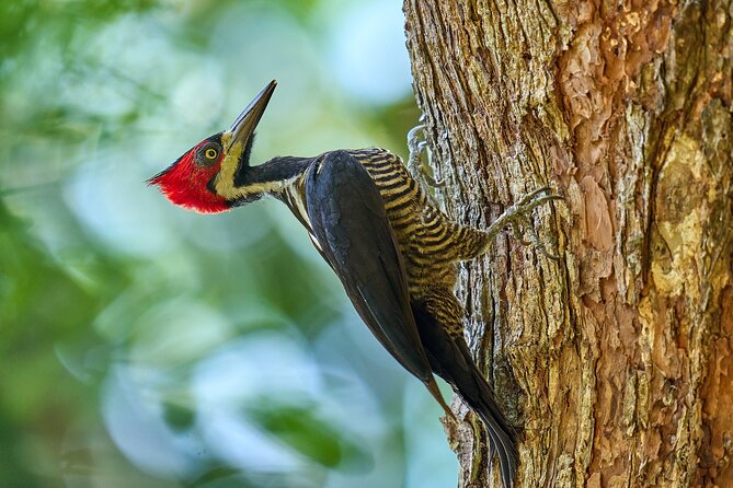 Birdwatching in a Private Nature Reserve - Overview of the Experience