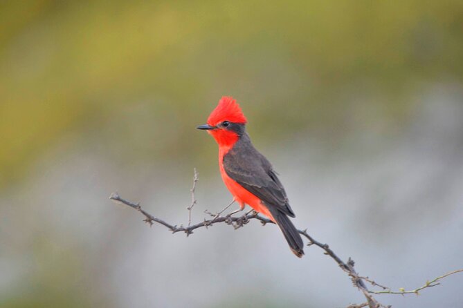 Birdwatching & Landscaping Tour in Lima
