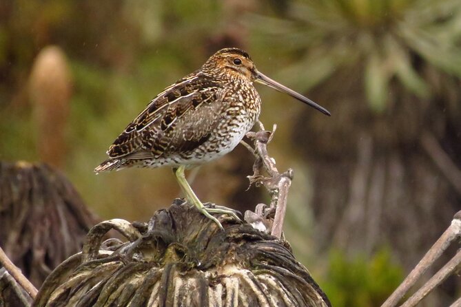 Birdwatching, Nature & Photography in Sumapaz National Park