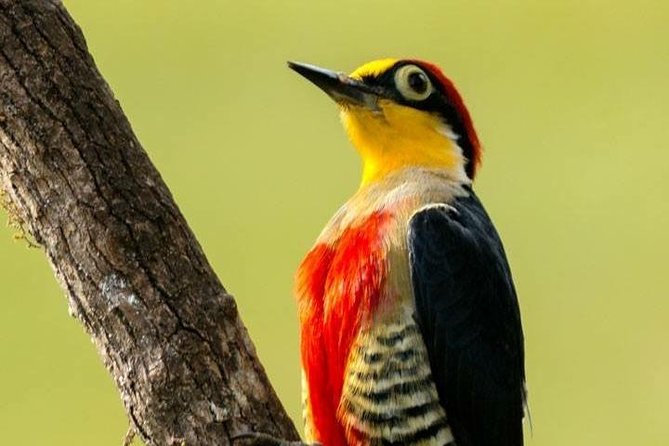 Birdwatching Tour to Tijuca National Park With Pica-Pau Tours