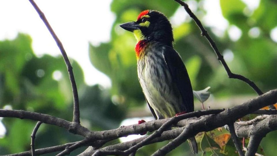 Birdwatching Walk in Thalangama Wetland From Colombo - Activity Overview