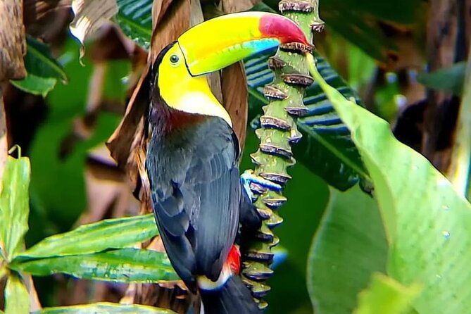 Blue River Waterfall and Rainforest Full Day Tour - Overview of the Tour
