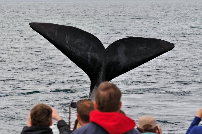 Boat Based Whale Watching From Hermanus - Wildlife Encounter Highlights