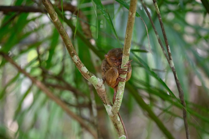 Bohol Chocolate Hills & Tarsiers With Roundtrip Ferry From Cebu - Overview of the Tour