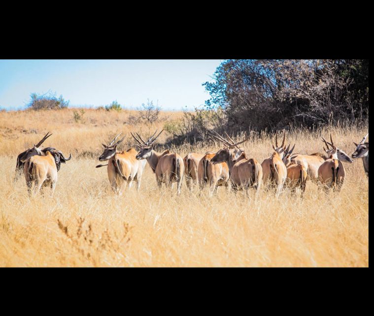 Bothongo Rhino and Lion Nature Reserve Self Drive - Important Information and Accessibility