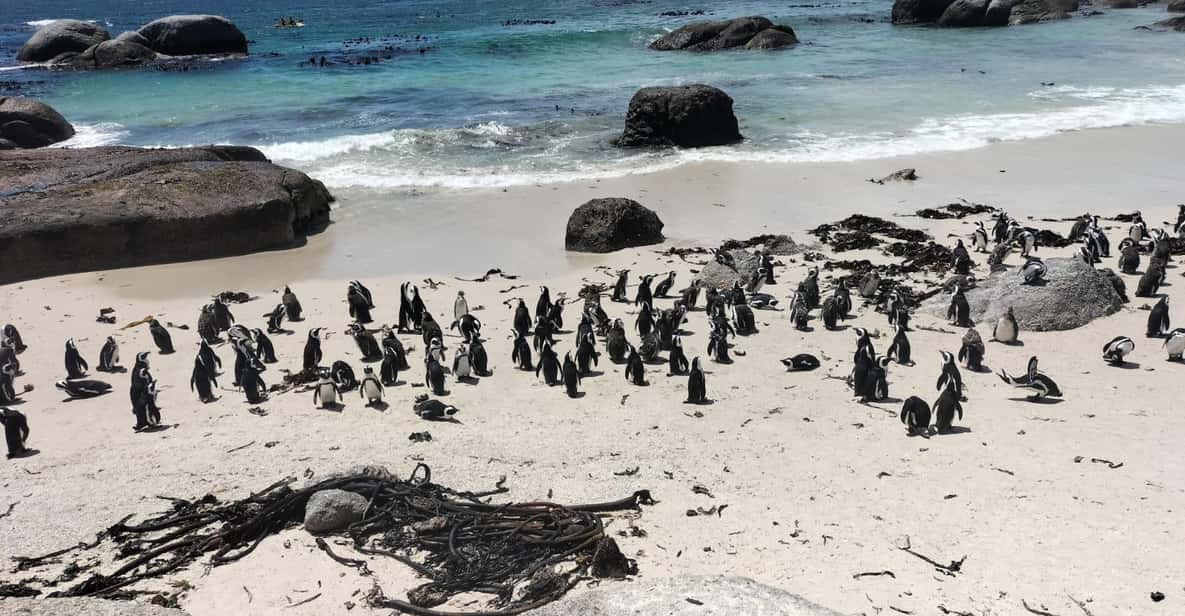 Boulders Beach Penguins and Wine Tasting Full-Day Tour - Tour Overview and Details