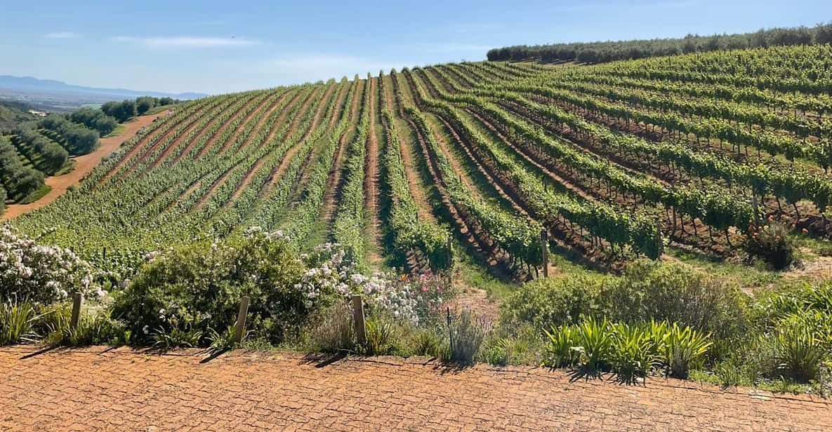 Boulders Beach Penguins and Wine Tasting Full-Day Tour - Tour Overview and Pricing