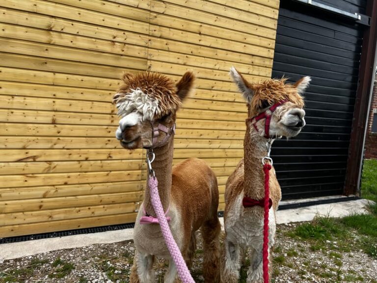 Brackenfield: Alpaca Trek