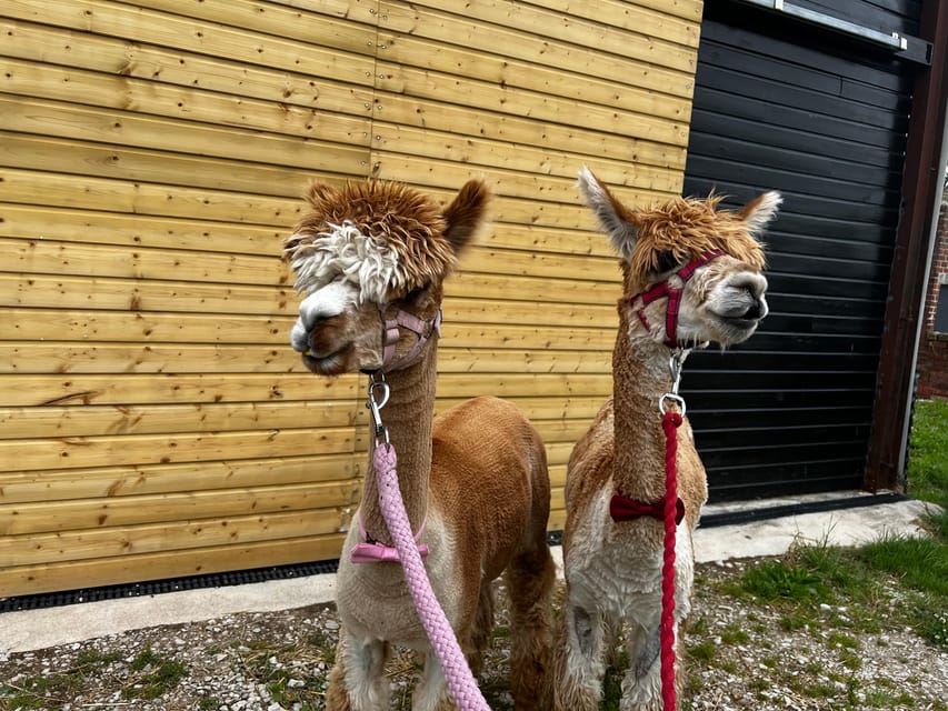 Brackenfield: Alpaca Trek - Overview of the Experience