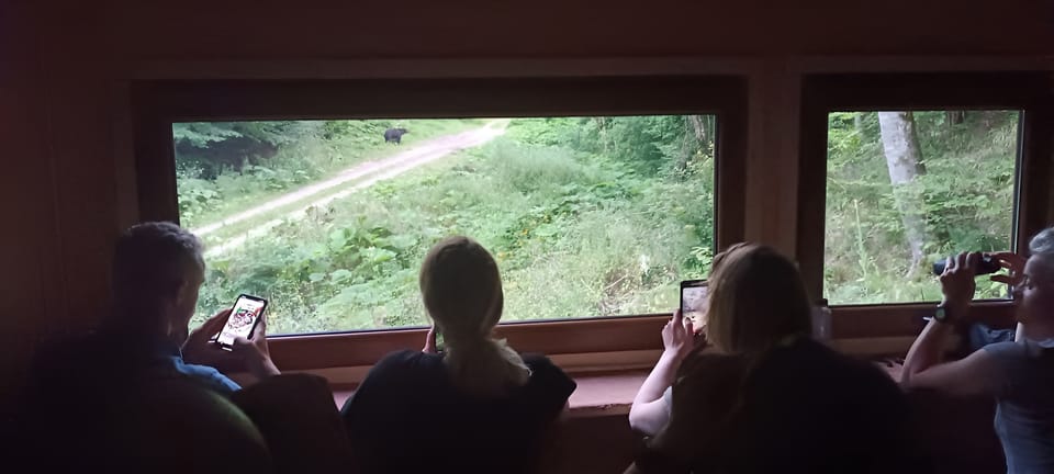 Brașov: 4-Hour Bear Watching Tour in Carpathian Mountains - Tour Overview and Pricing