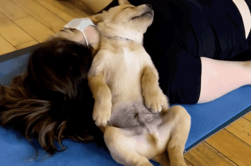 Budapest: Puppy Yoga Class - Experience Highlights