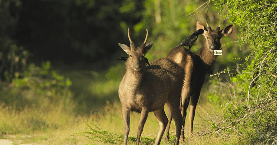 Budget Safari to Wilpaththu National Park From Kandy