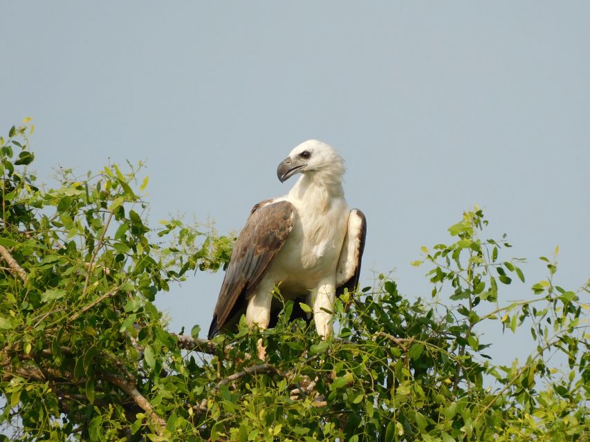 Bundala Half Day Safari PRIVATE Tours (Morning & Afternoon)