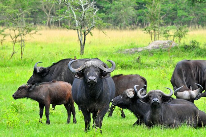 Bwindi Impenetrable Kenya Tanzania Gorilla Safari 14 Days 13 Nights