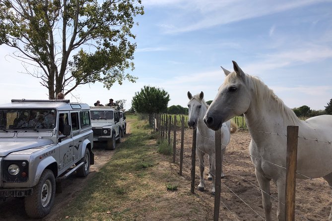 Camargue 4×4 Safari 2h + Picnic + Kayak