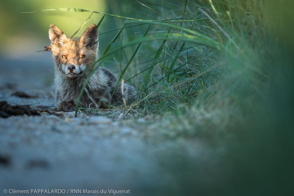 Camargue: Discovery of Nature at the Vigueirat Marshes - Overview of the Experience