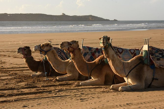 Camel Ride on the Beach of Essaouria