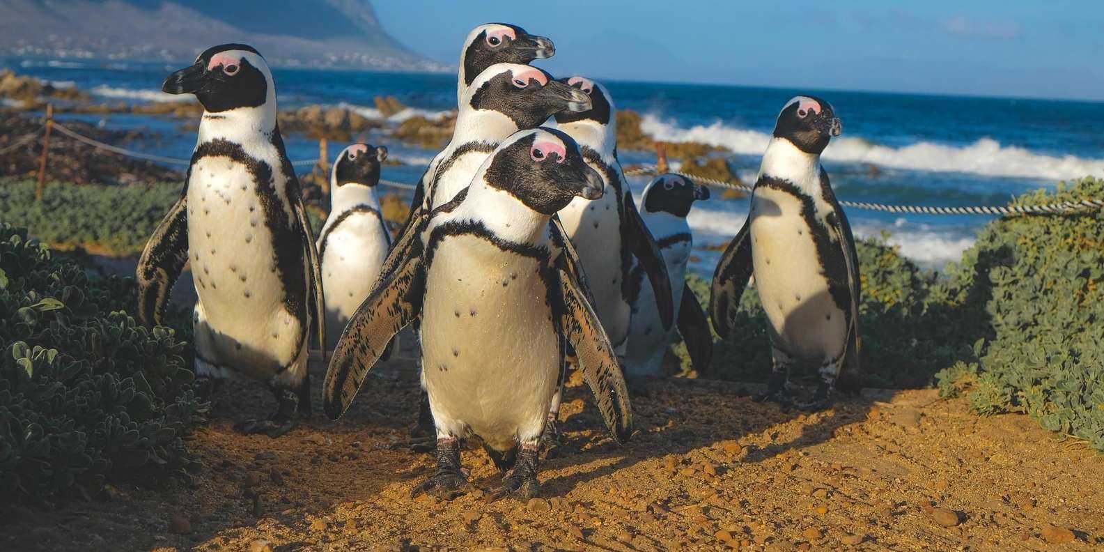 Cape of Good Hope, Chapmans Peak Drive, Penguins , Seals - Overview of the Tour