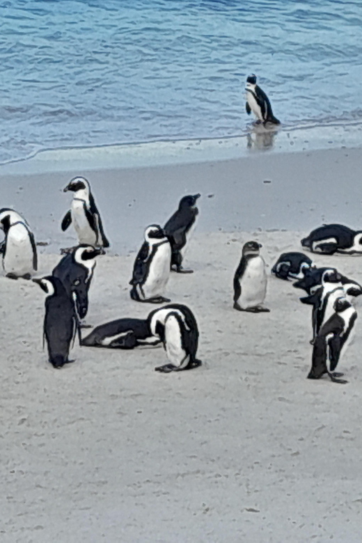 CAPE OF GOOD HOPE/PENGUIN BEACH SHARING (OR) PRIVE DAY TOUR - Good To Know